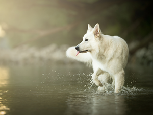 water, dog, White Swiss Shepherd