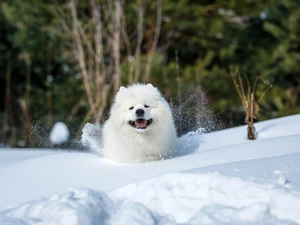 White, Samojed, snow, dog