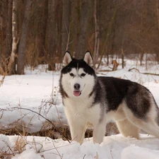 dog, forest, winter, Alaskan Malamute, snow