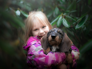 Wirehaired Dachshund, girl, dog