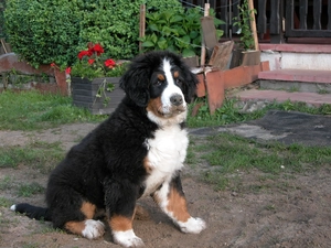 young, Bernese Mountain Dog