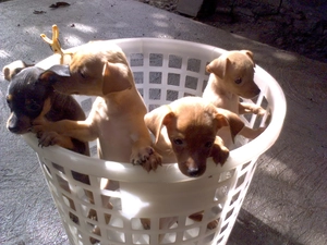 White, basket, little doggies, miniature Pinschers, four