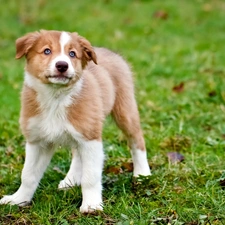 doggy, White, autumn, brown