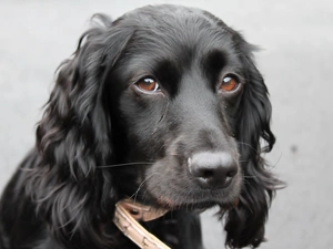 muzzle, Cocker Spaniel, doggy, sad, Black