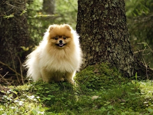 doggy, Pomeranian, hairy