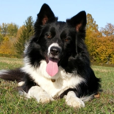 doggy, Border Collie, cheerful