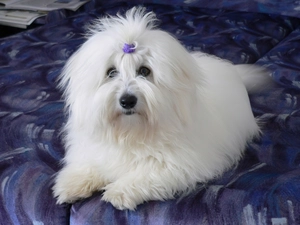 Loop, doggy, Coton de Tulear