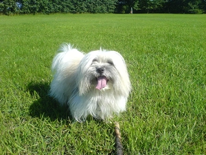 Meadow, doggy, Coton de Tulear