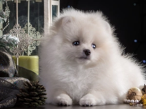 dog, White, point, doggy