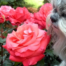 Gray, doggy, roses