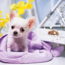 Chihuahua, doggy, sweet, Little