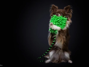 toy, doggy, Long-haired Chihuahua