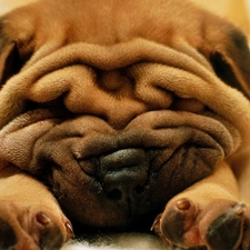 doggy, Shar Pei, wrinkled