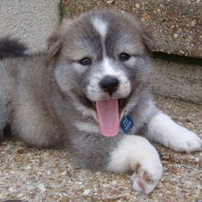 doggy, Central Asian Shepherd, young