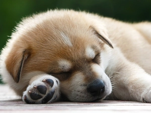 doggy, small, sleepy