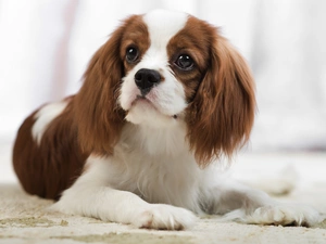 Brown, The look, doggy, white, small