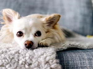small, Chihuahua, Sofa, doggy
