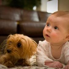 doggy, Yorkshire Terrier, Kid