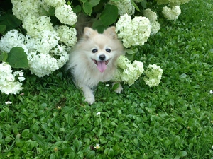 White, Flowers, Garden, doggy