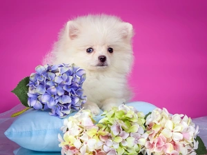 White, Flowers, hydrangeas, doggy
