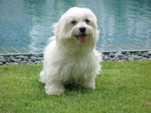 White, grass, Pool, doggy