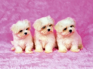 Bichon frise, Three, Dogs