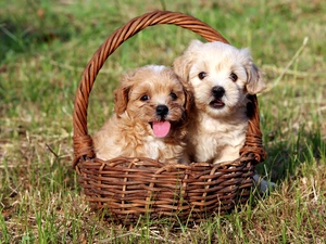 basket, Bichon frise, Dogs, puppies, Two cars