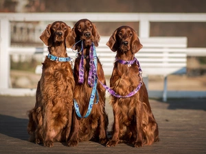 Irish Setters, Three, Dogs
