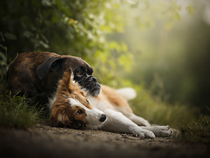 Border Collie, Plants, Dogs, boxer, lying