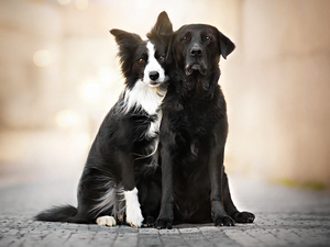 Pavement, Two cars, Dogs