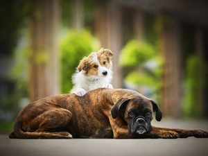 Border Collie, Puppy, Dogs, boxer, Two cars