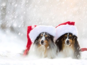 Dogs, snow, caps, Two cars, winter, Shetland Sheepdogs, Nicholas