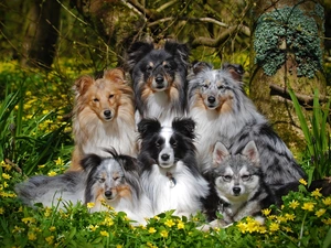 Shetland Sheepdogs, Flowers, dogs, mongrel, six