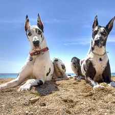 dogs, Two cars, Sky, Beaches