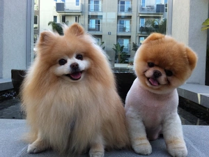 Dogs, Miniature Spitz