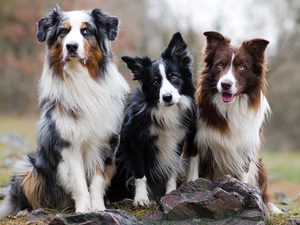 Border Collie, Stones, Dogs, Australian Shepherd, Three