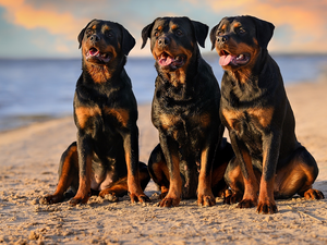 Three, Rottweilers, Beaches, Dogs