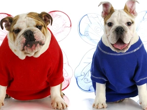 English Bulldogs, Two cars, sweaters, wings, Funny, Dogs