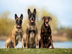 Brown, Doberman, Two cars, Belgian Shepherd Malinois, Dogs