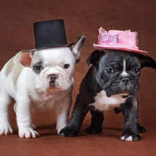 Dogs, hats, Two cars