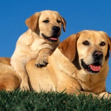 Dogs, Lawn, Two cars