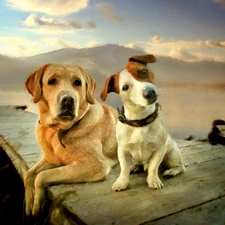 Dogs, Labrador Retriever, Two cars