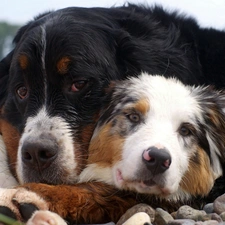 Bernese Mountain Dog, Stones, Two cars, Australian Shepherd, Dogs