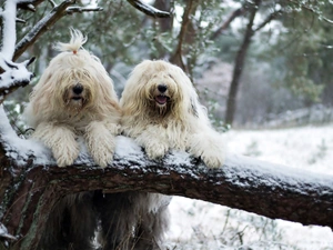 Dogs, Bobtail, trees, Bobtail, snow, White, Two cars, winter