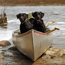 water, Dogs, Kayak, Two cars, Sand, Black