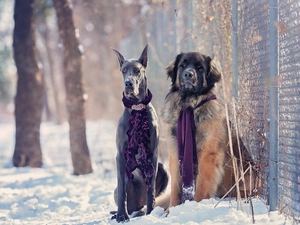 winter, Dog, Scarves, Dogs