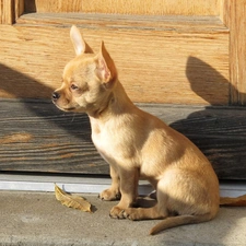 Doors, Puppy, waiting, doggy