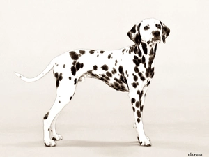 Drawing, Dalmatian