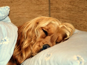 dream, dog, Bedding