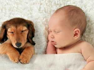 dream, babe, dachshund